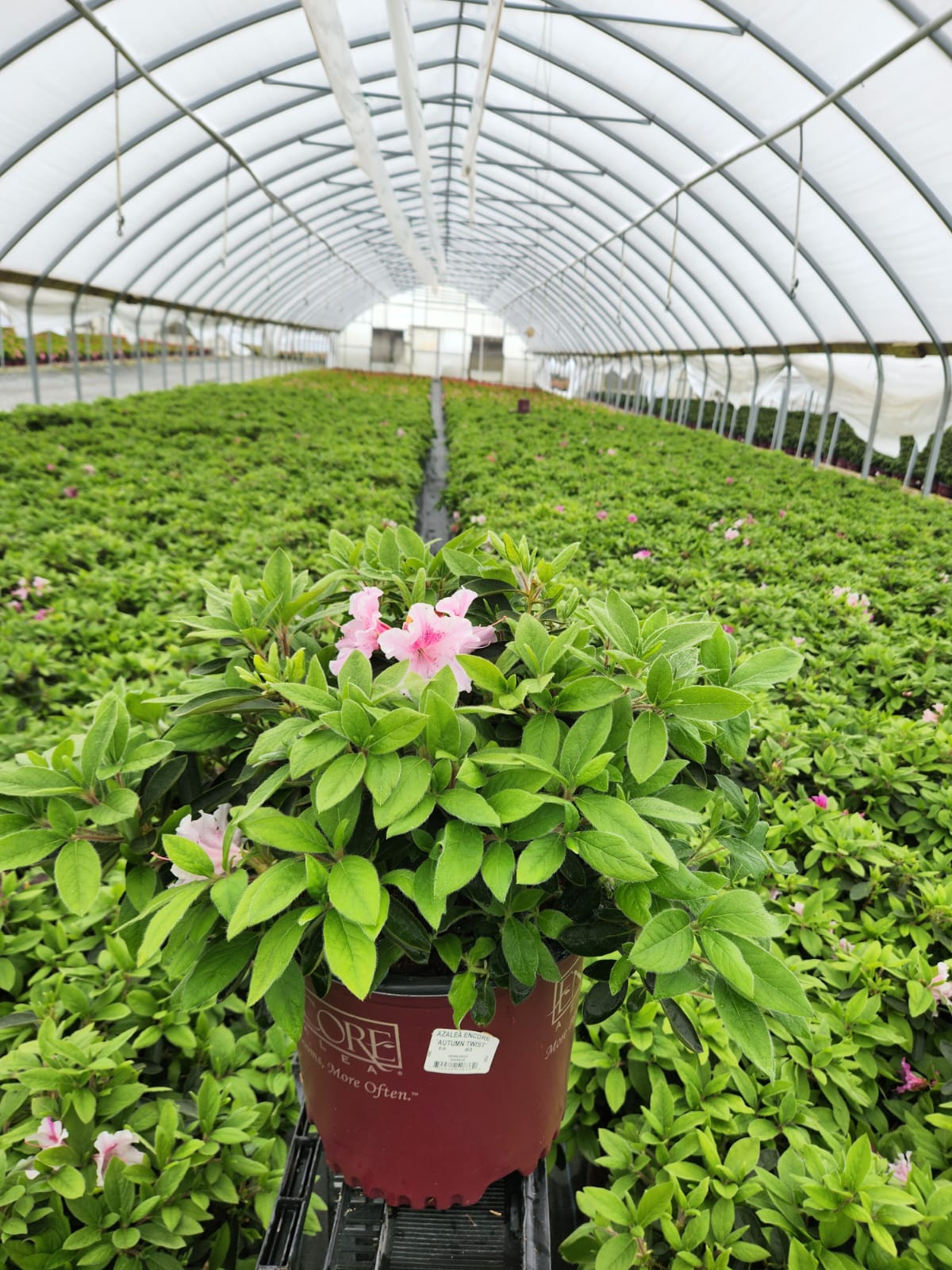 Autumn Twist® Reblooming Azalea