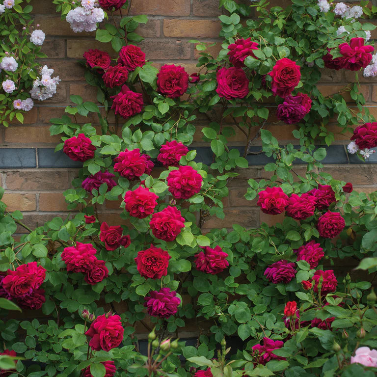 Tess of the d'Urbervilles® English Climbing Rose