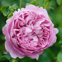Charles Rennie Mackintosh English Shrub Rose