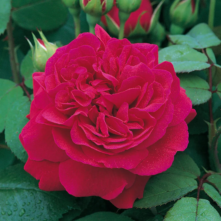 Tess of the d'Urbervilles® English Climbing Rose