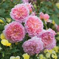 Anne Boleyn English Shrub Rose