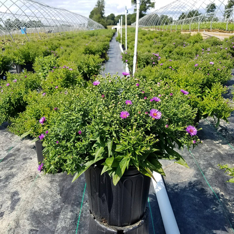 Woods Purple Aster – Green Promise Farms