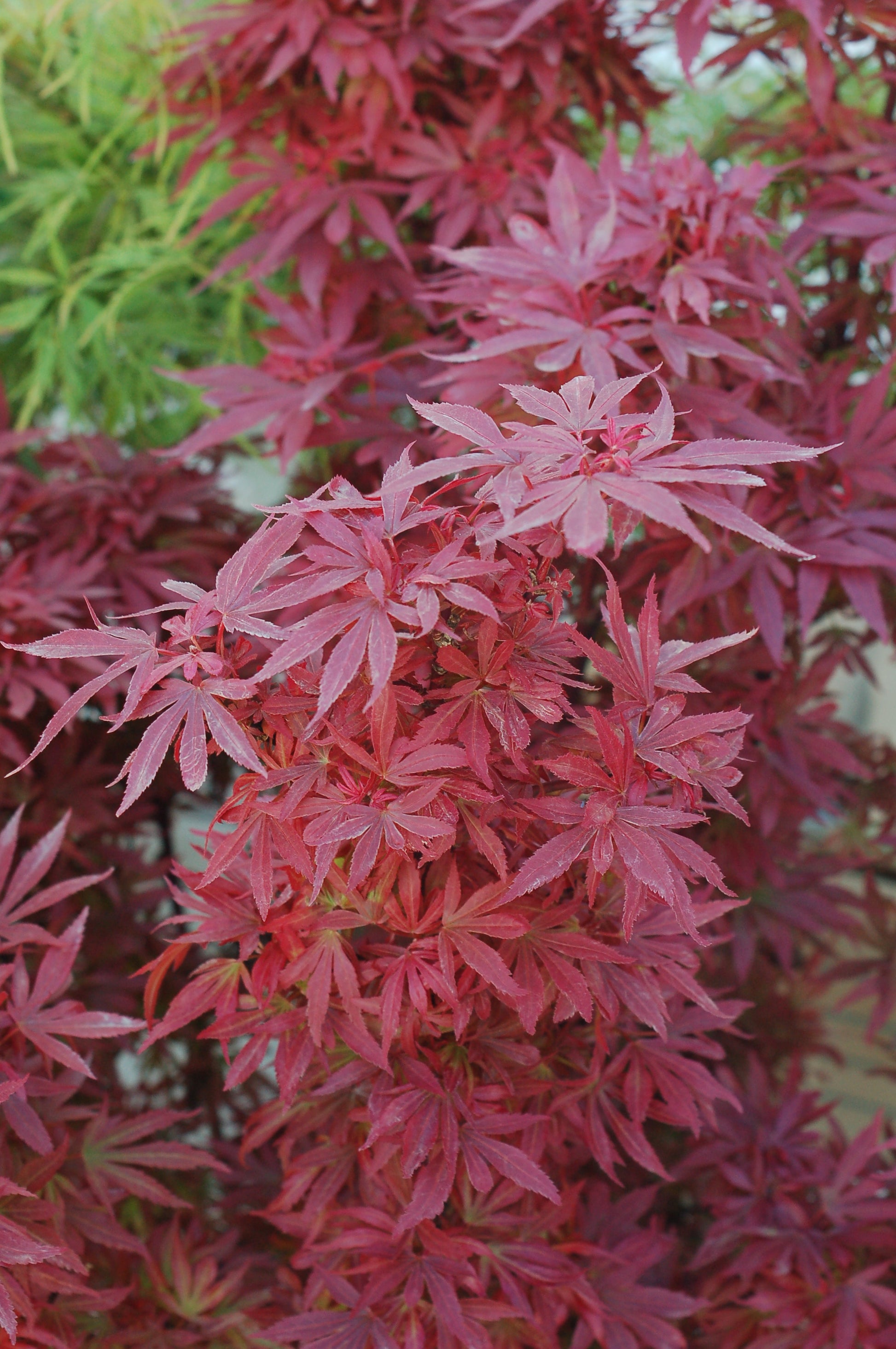 A Japanese Maple tree with deep red, palmate foliage and stunning orange-red fall color.