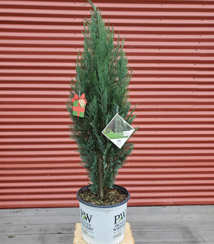 A Pinpoint Blue False Cypress tree in a container, with a red background and a label indicating the plant brand and variety.