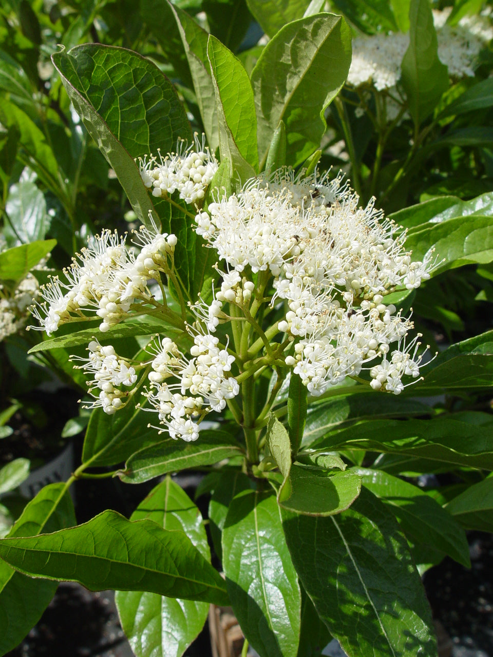 A Viburnum shrub in bloom with white flowers and green leaves.