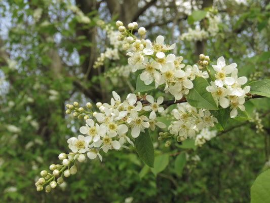 A branch with white flowers and green leaves of a black cherry tree.