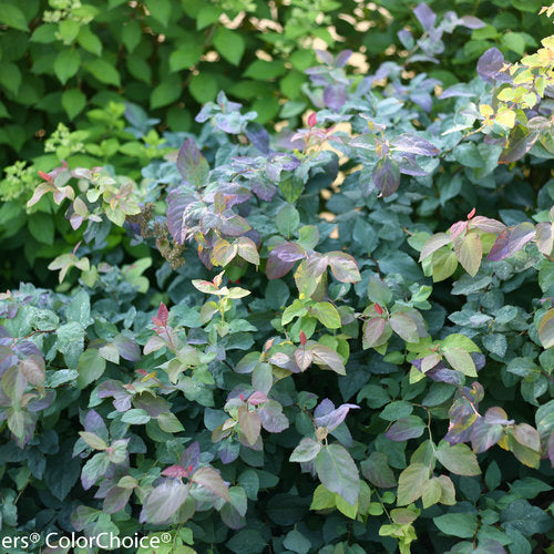 A bush of Double Play Blue Kazoo Spirea with green leaves tinged with blue and red, in a garden setting.