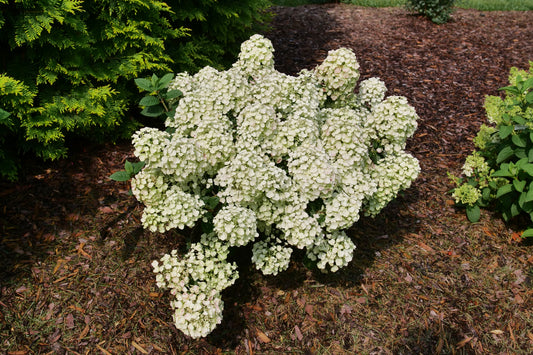 A bush of Tiny Quick Fire Panicle Hydrangea with white flowers, surrounded by green shrubbery and brown mulch.