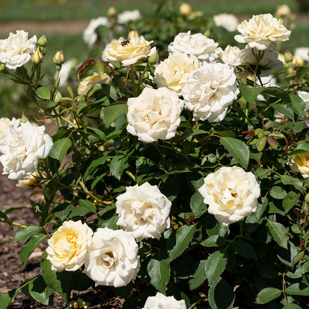 A bush of yellow-drift roses with fully bloomed flowers and green leaves.