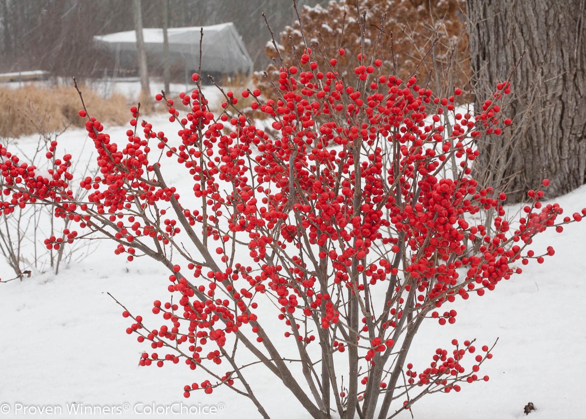 A bush with bright red berries in a snowy landscape, indicating it is a winterberry shrub.