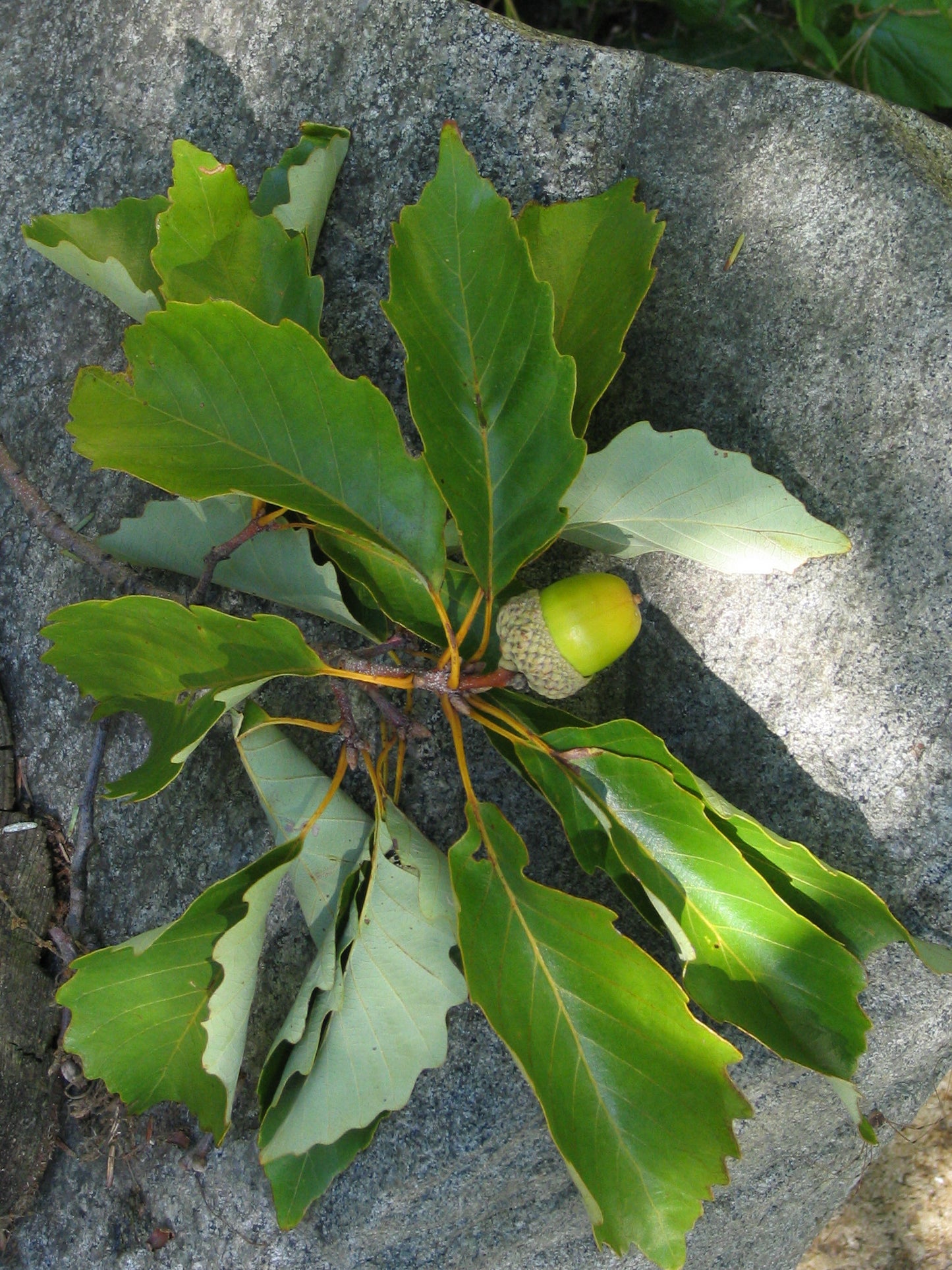 A chestnut oak tree with green and yellow shades, displaying its leaves and acorns, set against a stone background.