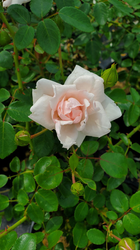 A climbing rose with pink shades blooms amidst green foliage.