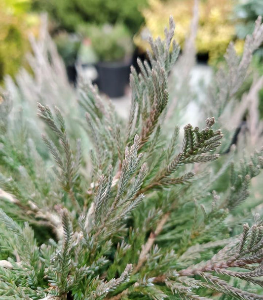 A close-up image of Bar Harbor Creeping Juniper showing its green foliage with a blurred background.