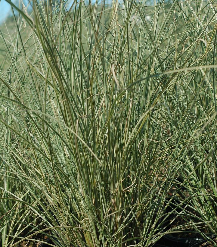 A close-up image of Morning Light Japanese Silver Grass showing its narrow silver-colored leaves and fountain-like mound shape.