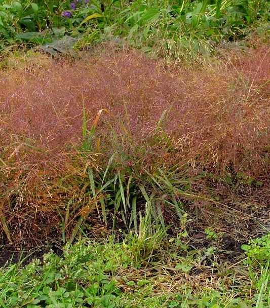 A close-up image of Purple Lovegrass with reddish-brown foliage and tall, thin flower stalks with pinkish seed heads.
