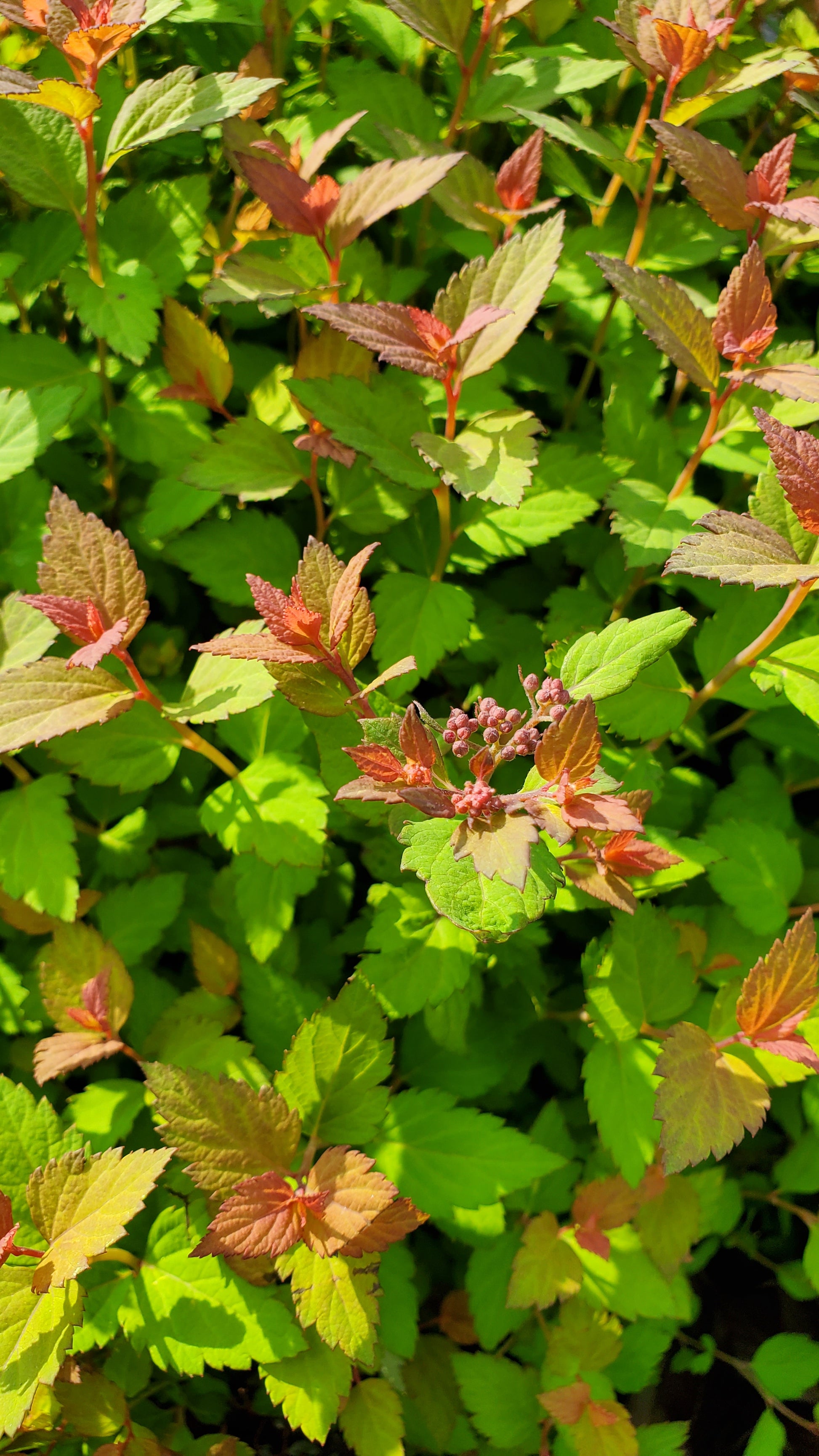 A close-up image of Rainbow Fizz Spirea foliage showing leaves with red and yellow shades.