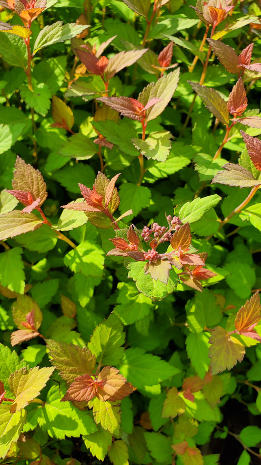 A close-up image of Rainbow Fizz Spirea foliage showing leaves with red and yellow shades.