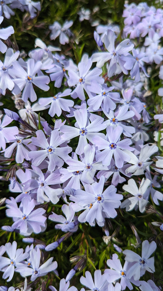 A close-up image of Spring Blue Moss Phlox with vibrant blue flowers and green foliage in the background.