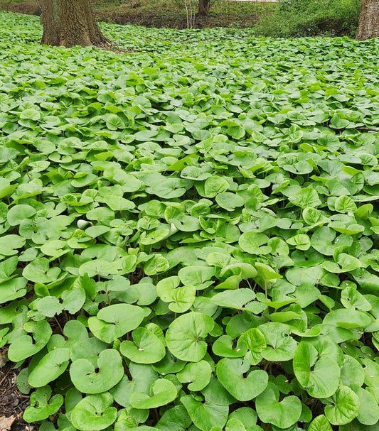 A close-up image of Wild Ginger plants with purplish-brown flowers and round green leaves.