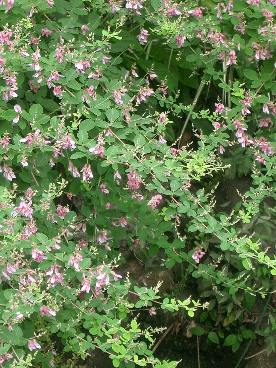 A close-up image of Yakushima Bush Clover showing its purple flowers and green foliage.