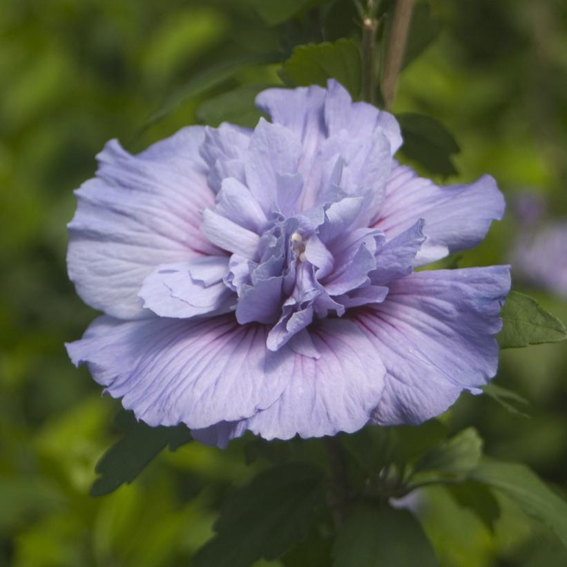A close-up image of a Blue Chiffon Rose of Sharon flower with deep lavender-blue outer petals and a lace-like center of lighter lavender-blue petals.