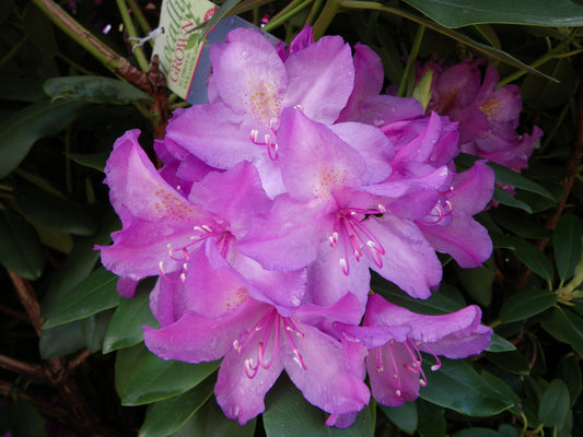 A close-up image of a Boursault Rhododendron with purple flowers and green leaves.