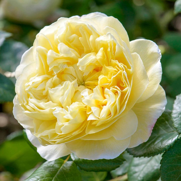 A close-up image of a Charles Darwin English Shrub Rose with yellow petals and a strong fragrance.