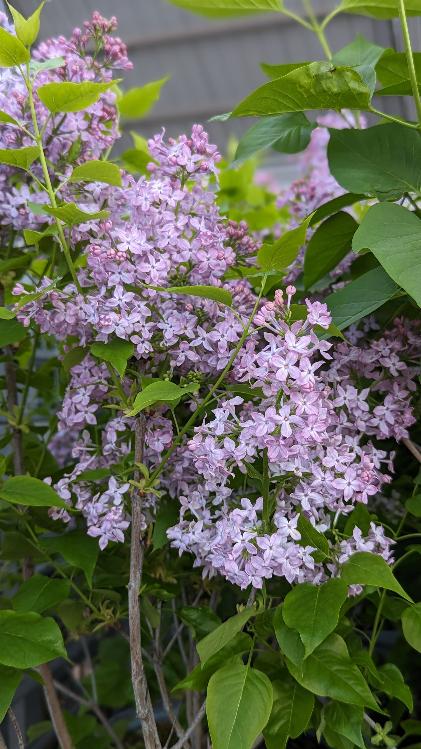 A close-up image of a Scentara Pura Lilac bush with purple flowers and green foliage.