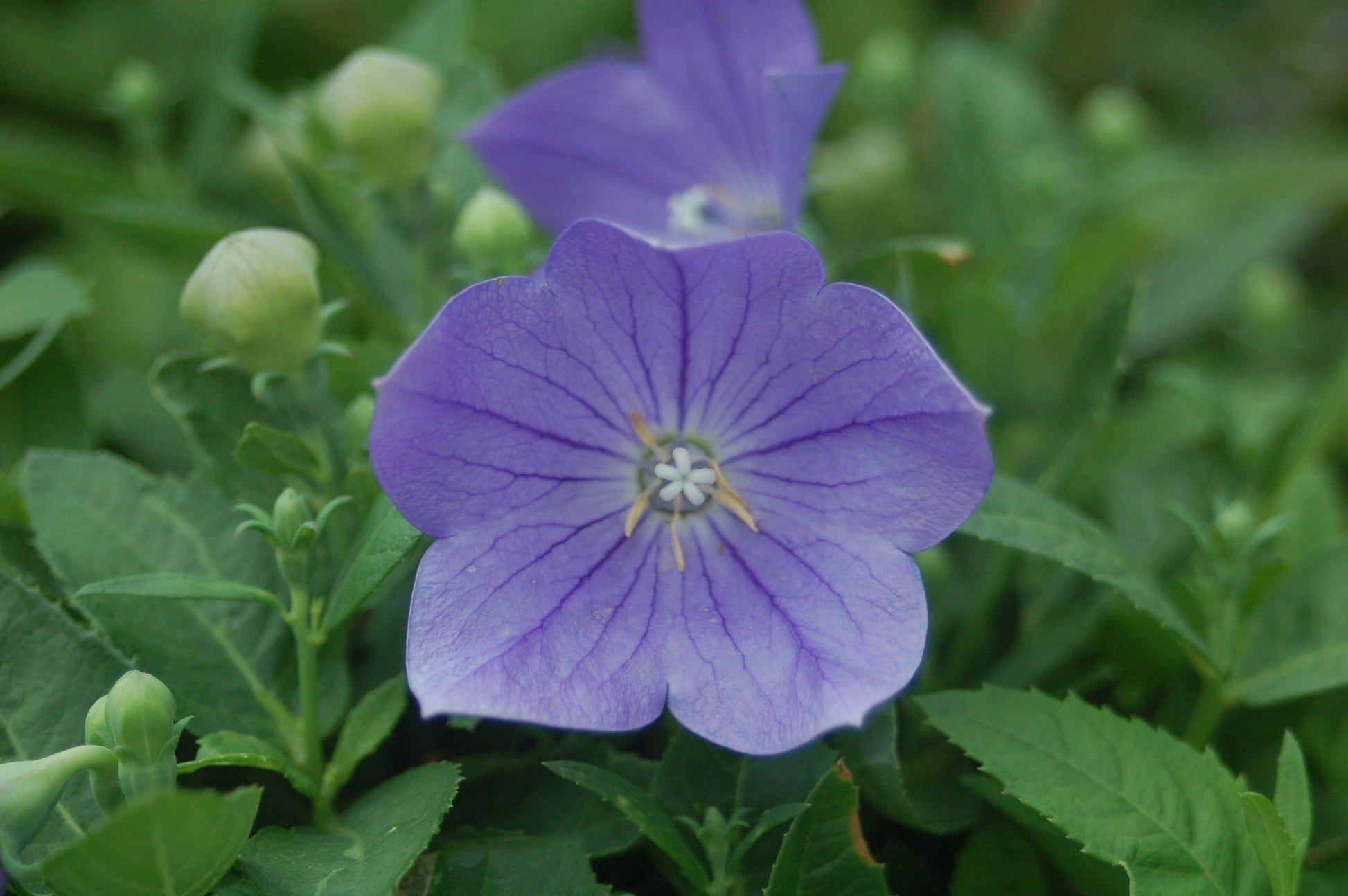 A close-up image of a balloon-shaped flower with a bell-shaped center, displaying blue petals and green foliage in the background.