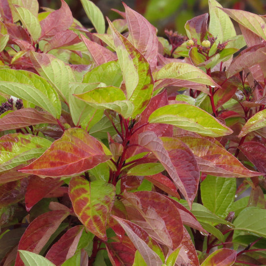 A close-up image of a cluster of Firedance Dogwood shrubs with red and green leaves and white flowers visible.