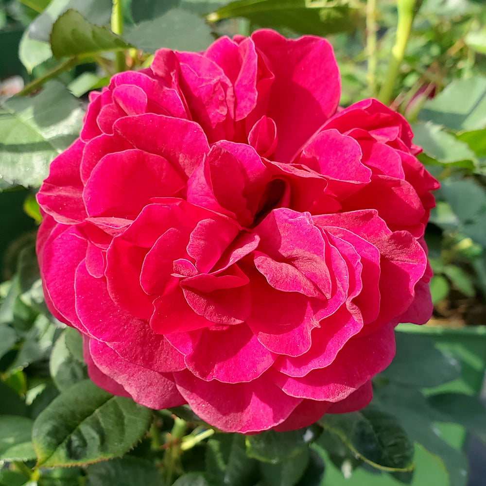 A close-up image of a crimson red rose with dense petals, surrounded by green foliage.