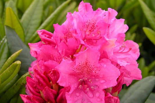 A close-up image of a dense rhododendron shrub with round trusses of deep pink flowers, featuring green foliage in the background.