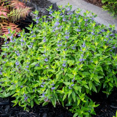 A close-up image of a garden plant with blue flowers, likely a Bluebeard or Caryopteris species, attracting butterflies and bees.