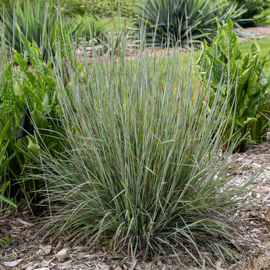 A close-up image of a perennial grass with blue-green foliage, photographed in a garden setting.
