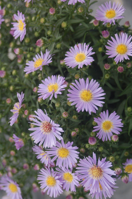 A close-up image of a perennial plant with sky-blue flowers and yellow centers, surrounded by green foliage.