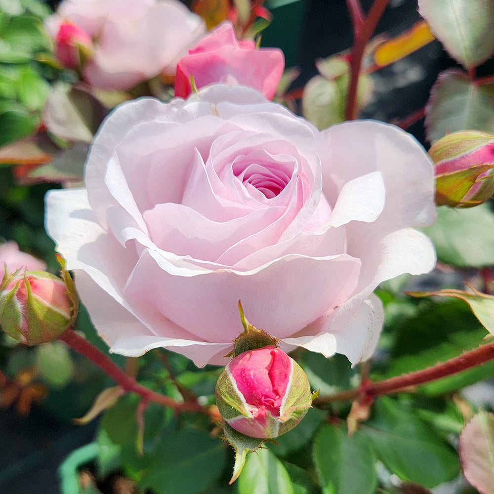 A close-up image of a pink Austin shrub rose with a dense cluster of petals, showing its ruffled flower form and strong fruity fragrance.