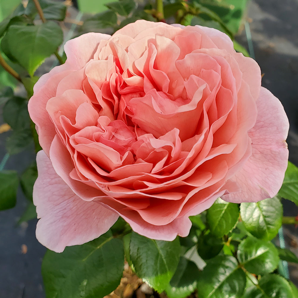 A close-up image of a pink English climbing rose with cup-shaped double flowers and yellow stamens, glossy dark green foliage, taken from the side as it grows on a bush.