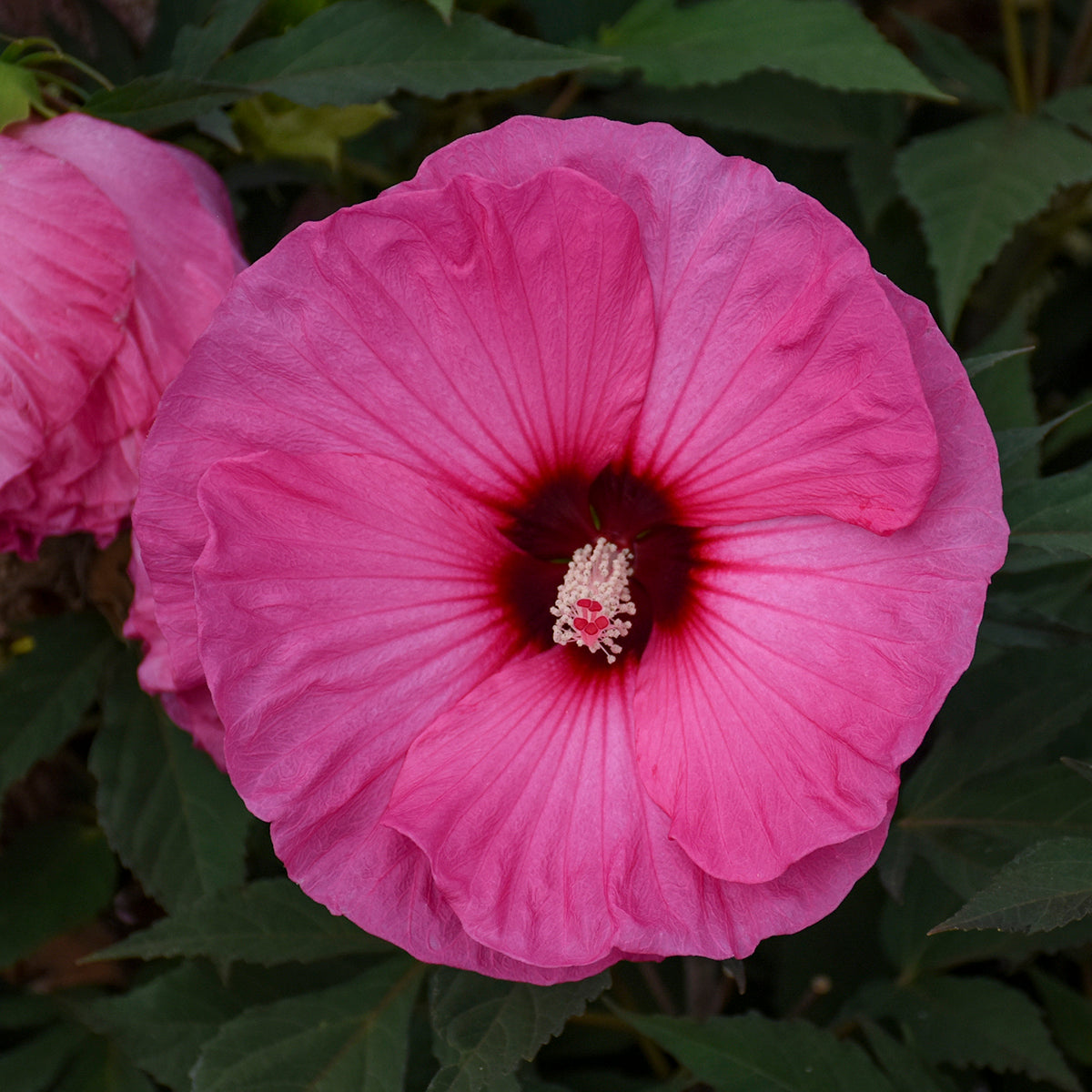 A close-up image of a pink Rose Mallow flower with a dark red center, part of the Proven Winners brand.