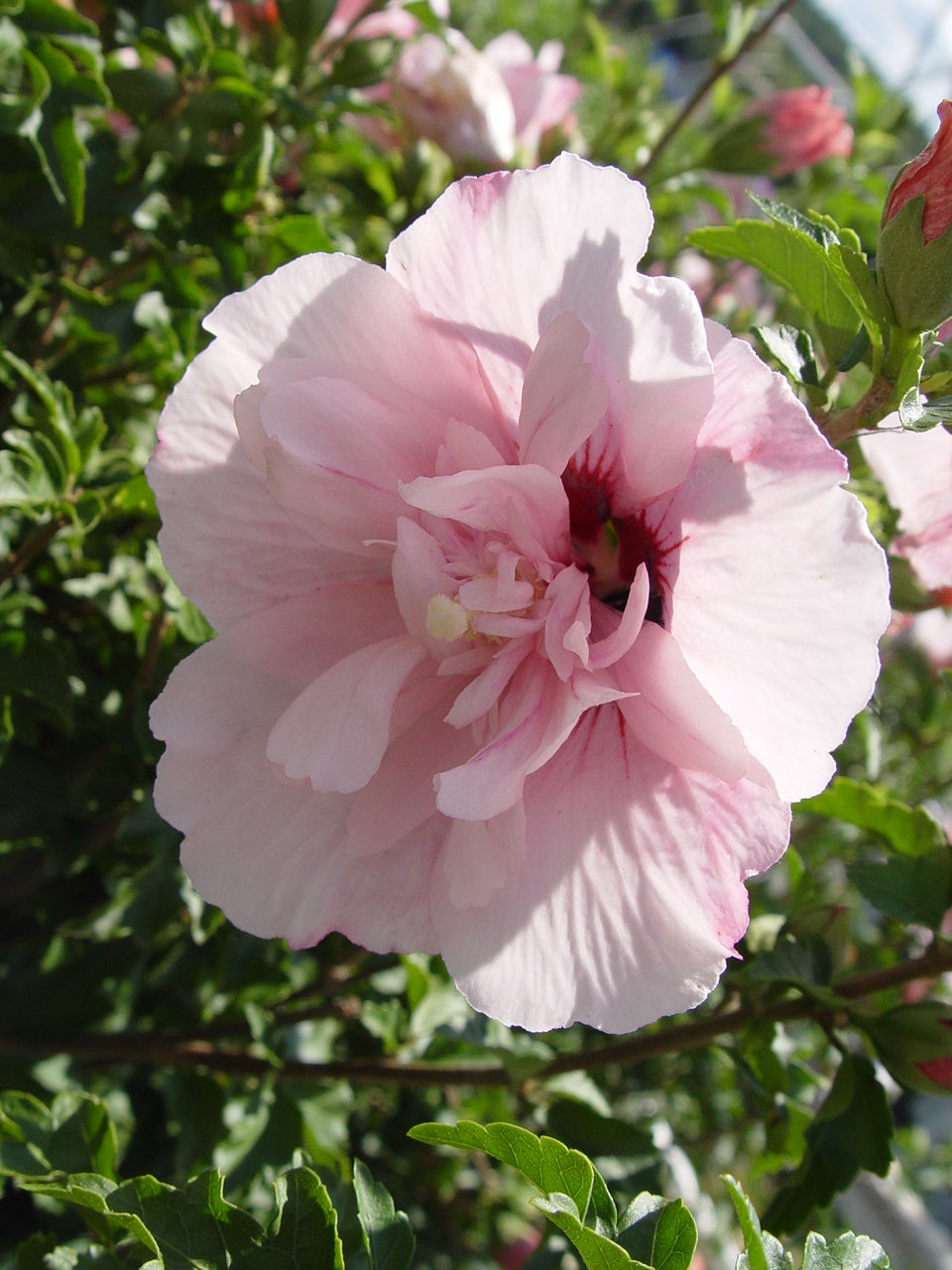 A close-up image of a pink chiffon rose of Sharon flower with green leaves in the background.