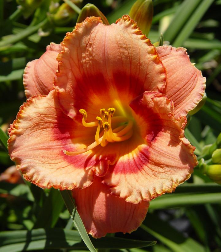 A close-up image of a pink daylily flower with a red eye zone and a green throat, surrounded by green foliage.
