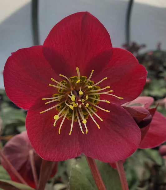 A close-up image of a pink flower from the Bayli's Blush Hybrid Lenten Rose plant, showcasing its vibrant petals and central flower cluster.