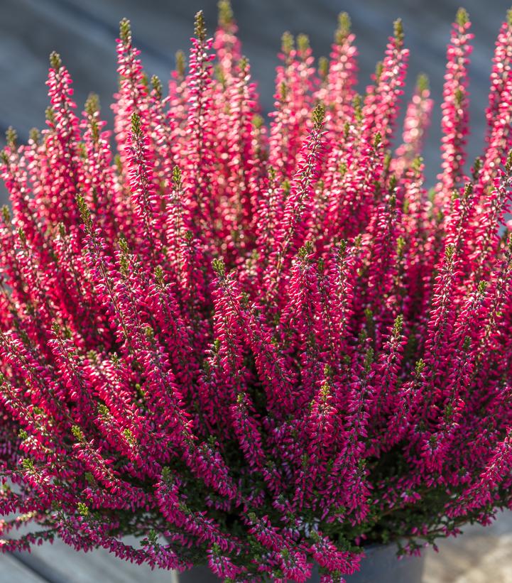A close-up image of a pink flowering shrub with vibrant pink buds and dark green foliage.