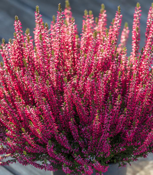 A close-up image of a pink flowering shrub with vibrant pink buds and dark green foliage.