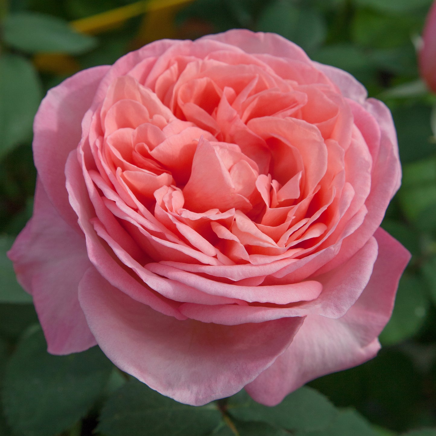 A close-up image of a pink rose with green leaves in the background.