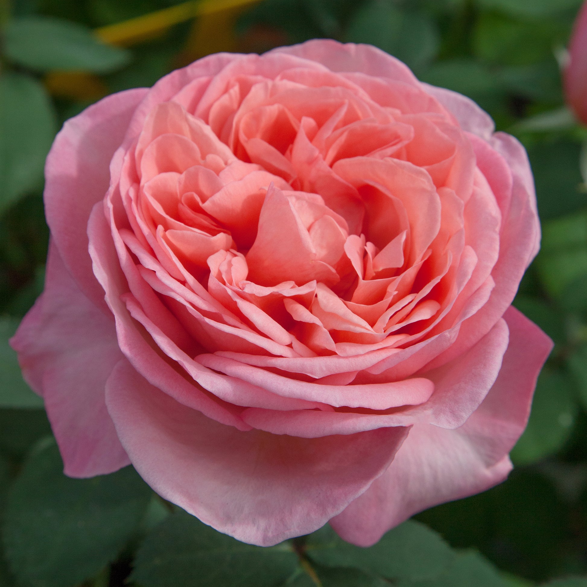 A close-up image of a pink rose with green leaves in the background.