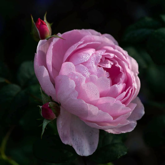 A close-up image of a pink shrub rose with a blurred background, showcasing its chalice-shaped petals and stamens.