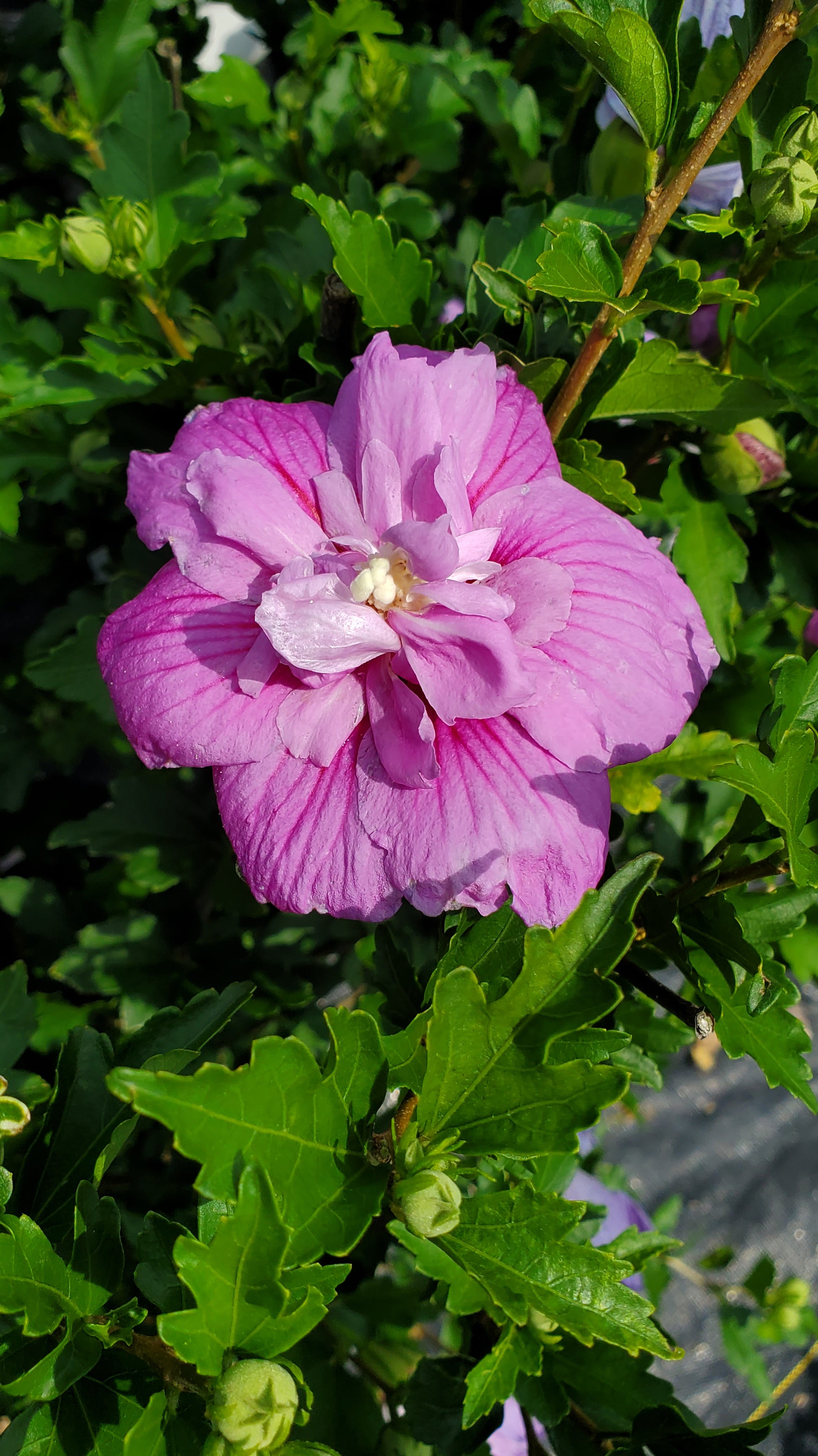 A close-up image of a purple-petaled Dark Lavender Chiffon Rose of Sharon flower with green leaves in the background.