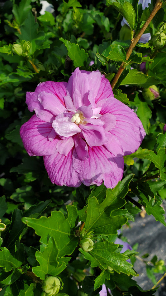 A close-up image of a purple-petaled Dark Lavender Chiffon Rose of Sharon flower with green leaves in the background.