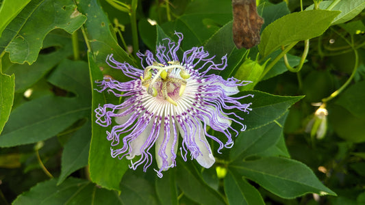 A close-up image of a purple and white passionflower with green leaves.