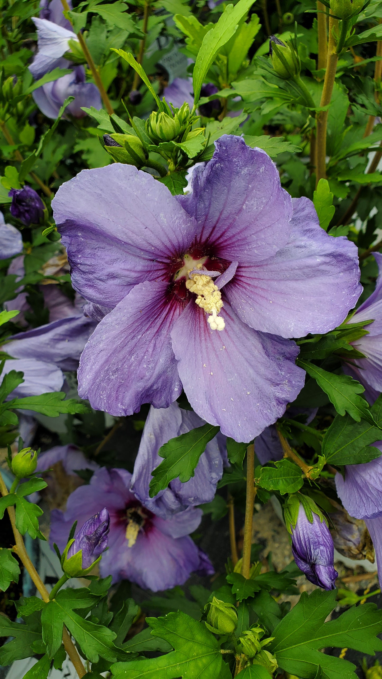 A close-up image of a purple flower, likely a hibiscus, from the Paraplu Violet Rose of Sharon shrub.